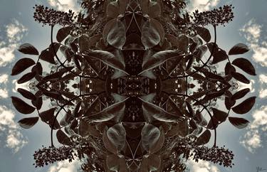 Original Surrealism Garden Photography by Sarah Ikerd