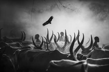 Print of Cows Photography by Svetlin Yosifov