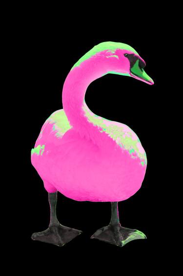 Swan Pink thumb