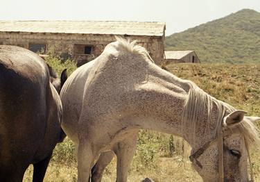 2 horses thumb