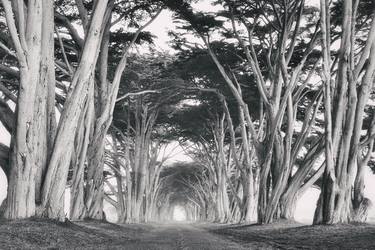 Cypress Tree Tunnel in Black & White thumb