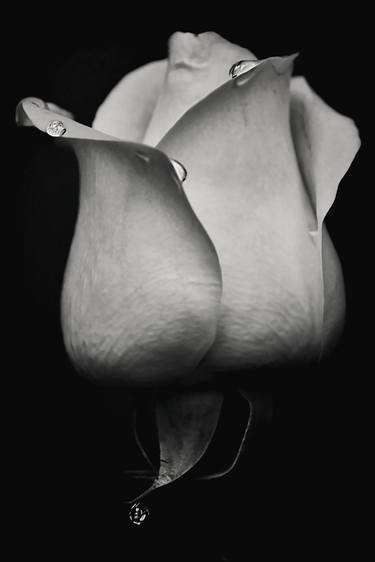 Print of Fine Art Floral Photography by Emily Kent