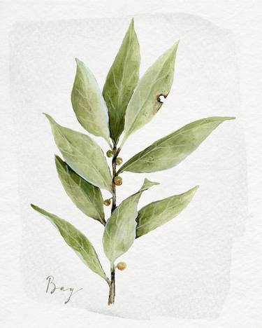 Original Botanic Painting by Jennifer Lorton