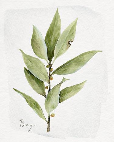 Original Botanic Paintings by Jennifer Lorton