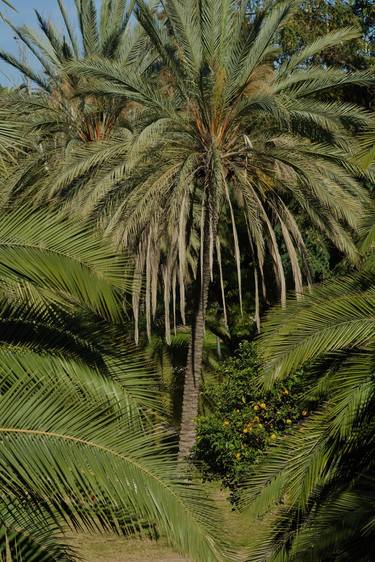 Print of Photorealism Garden Photography by Waldemar Trebacki