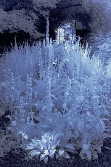 Original Contemporary Garden Photography by Waldemar Trebacki