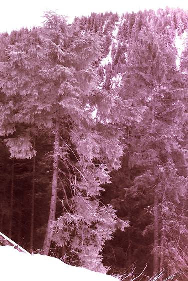Original Abstract Nature Photography by Waldemar Trebacki