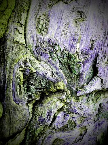 Holy tree - Abstract photography_AEK-0037 thumb