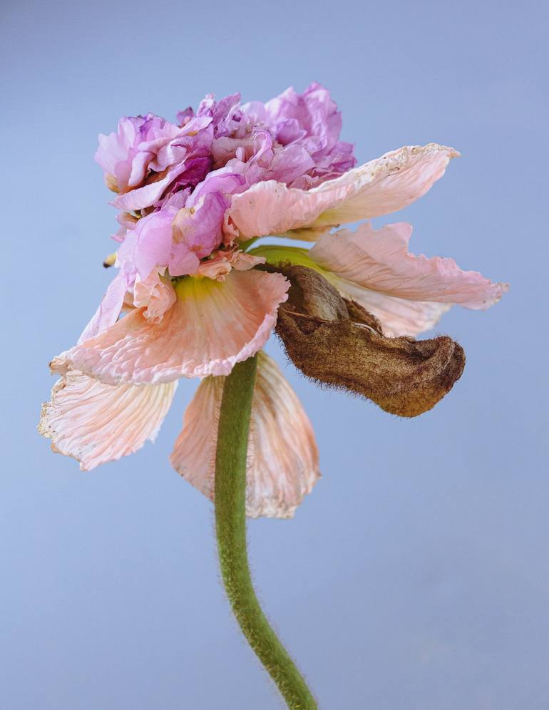 types of flower buds