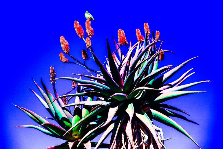 Aloe Pretty Bird Nature Scenics - Print