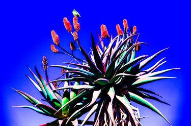 Aloe Pretty Bird Nature Scenics thumb