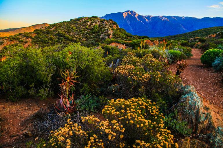 Aloe Hill Naturescape - Print