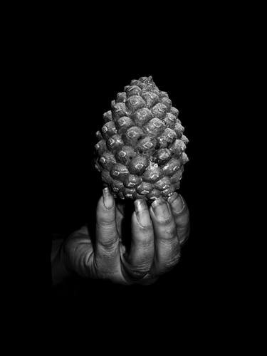Print of Conceptual Nature Photography by Yurian Quintanas Nobel