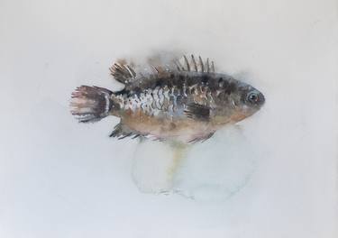 Original Fish Paintings by Ekaterina Pytina