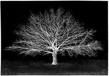Original Black & White Botanic Printmaking by Magdalena Piwko-Chudzik