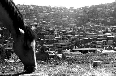 Original Documentary Animal Photography by Tiago De Carli