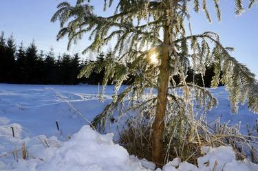 Original Realism Nature Photography by Väino Valdmann