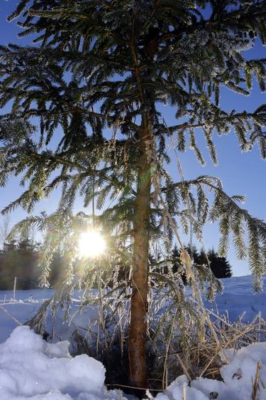 Winter landscape in January thumb