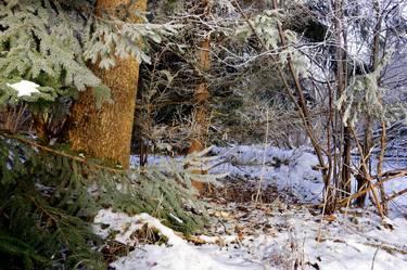 Original Nature Photography by Väino Valdmann