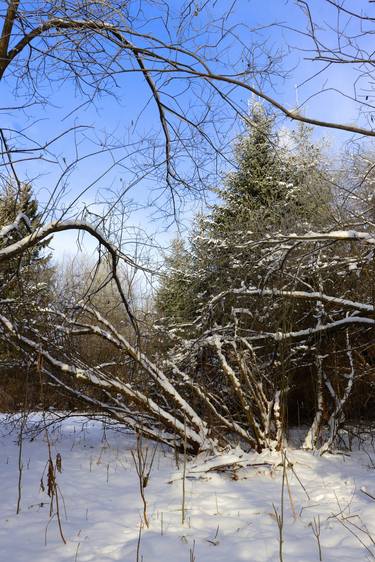 Winter landscape in February thumb
