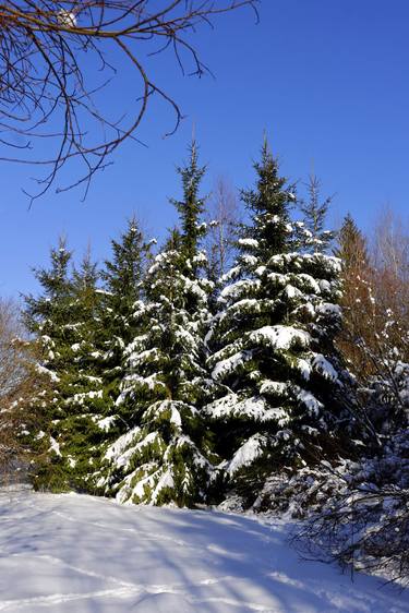 Original Realism Nature Photography by Väino Valdmann