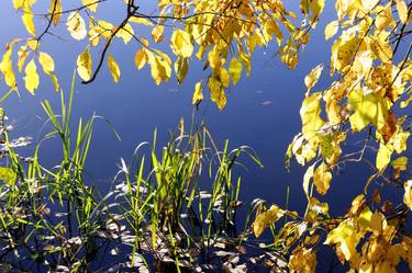 Autumn leaves in October thumb