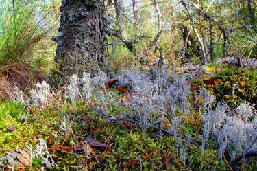 Autumn bog in Europe thumb