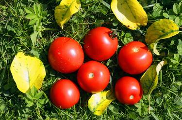 Red tomatoes on the grass thumb