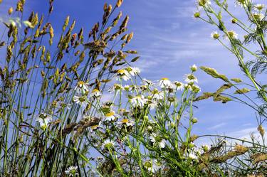 Grass and flowers against the background of the sky thumb