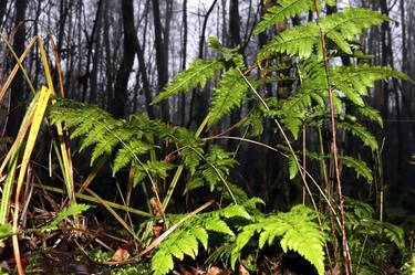 Original Realism Nature Photography by Väino Valdmann