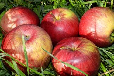 tasty red apples on a grass thumb