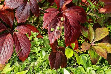 Autumn leaves background in September thumb