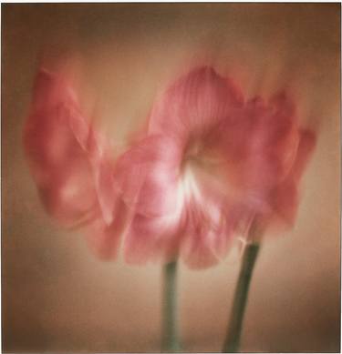 Original Floral Photography by Kiku Hawkes