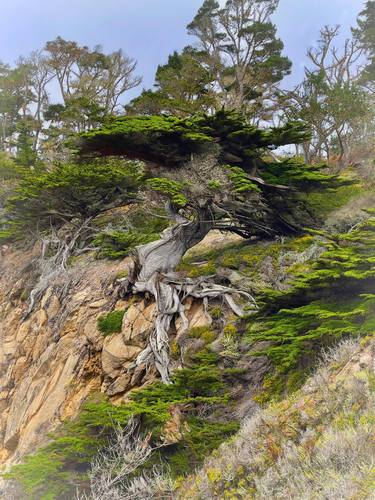 Point Lobos Cypress - Limited Edition of 50 thumb