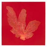 Gorgonian Red by Jo de Pear
