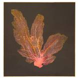 Gorgonian Brown by Jo de Pear