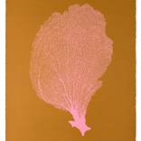 Collection Endless Summer