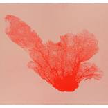 Sea Fan III ( Cherry/Pink ) by Jo de Pear