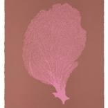 Sea Fan VI   ( Pink/Aubergine ) by Jo de Pear