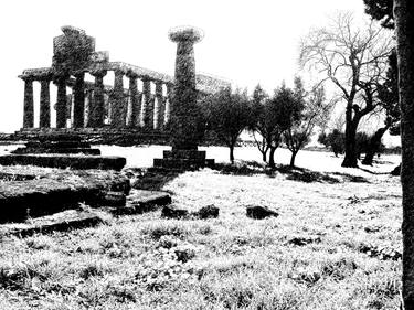 Paestum temple column trees thumb