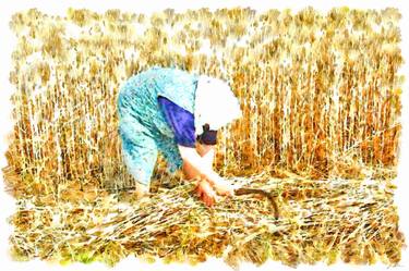 Old woman harvester among the wheat thumb