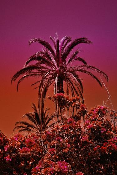 Original Pop Art Botanic Photography by Johanna Von Holst