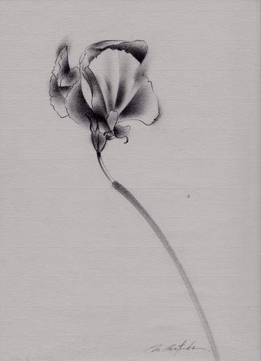 Original Fine Art Floral Drawings by Motoko Matsuda