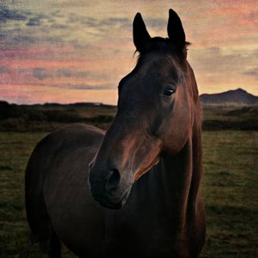 Print of Horse Photography by Pete Kelly