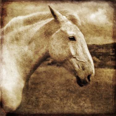 Original Conceptual Horse Photography by Pete Kelly