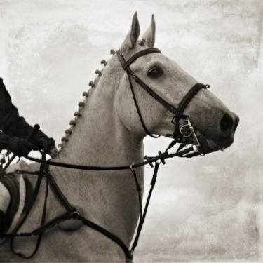 Print of Conceptual Horse Photography by Pete Kelly