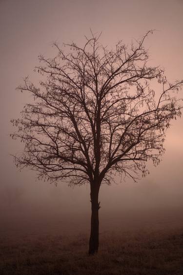 Original Minimalism Tree Photography by Daria Tkhozhevskaya