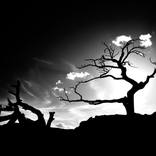 Ragged Tree by Gerad Coles