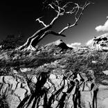 Ancient Tree Sky Reach by Gerad Coles