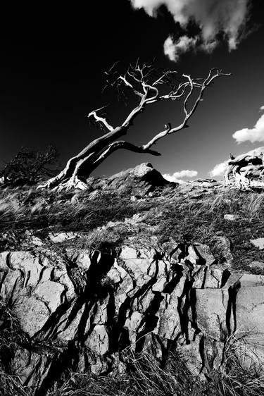 Ancient Tree Sky Reach thumb